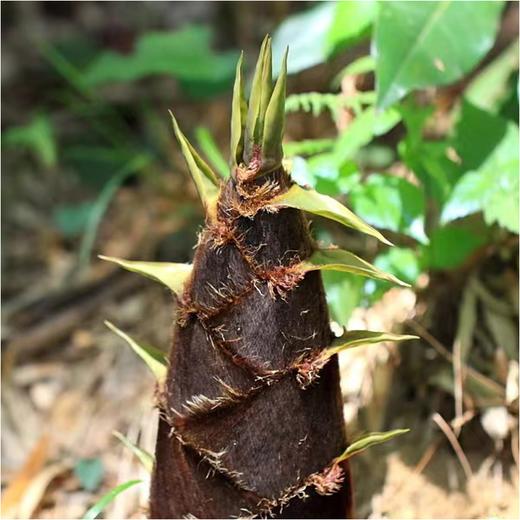 【两山优品】叶小农农家笋干300g 商品图1