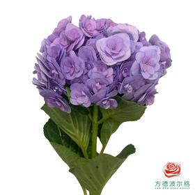 市场绣球 妖精之吻蓝紫色系 1枝