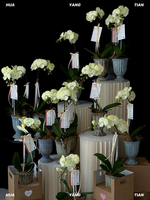 圆圆满满·蝴蝶兰盆栽 商品图3