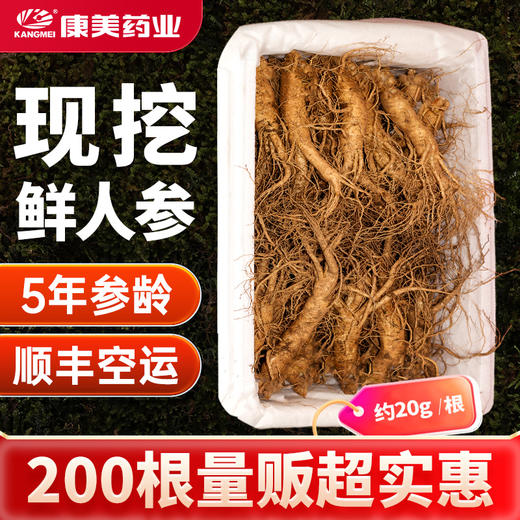 康美药业新开河新鲜人参 吉林新开河顺丰直邮 多规格人参茶饮煲汤送礼自用 商品图4