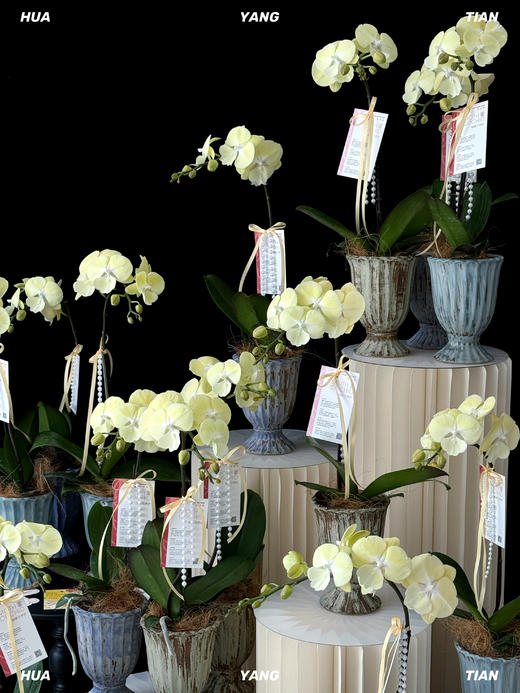 圆圆满满·蝴蝶兰盆栽 商品图2