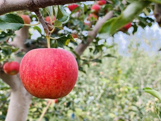 阿克苏早富士 商品图4