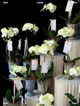 圆圆满满·蝴蝶兰盆栽