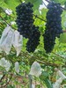 长顺四宝·紫王葡萄5斤(含箱)【GY】 商品缩略图3
