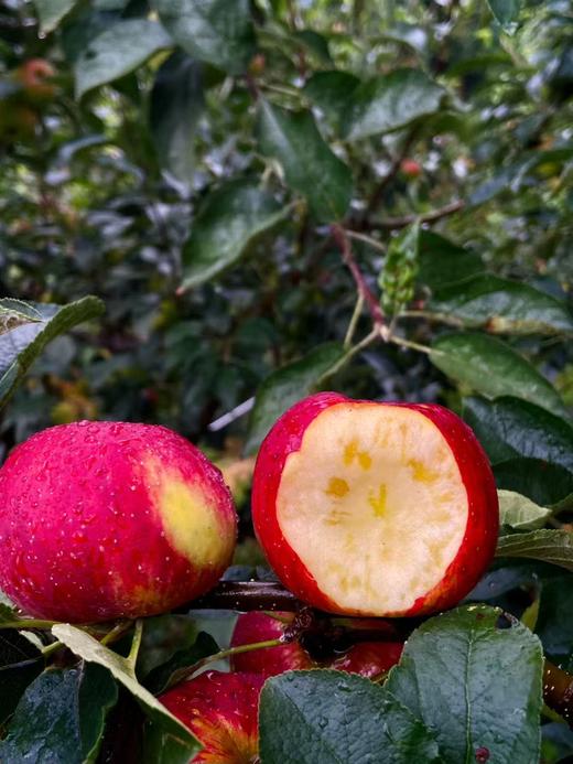 云南高原红露苹果 商品图4