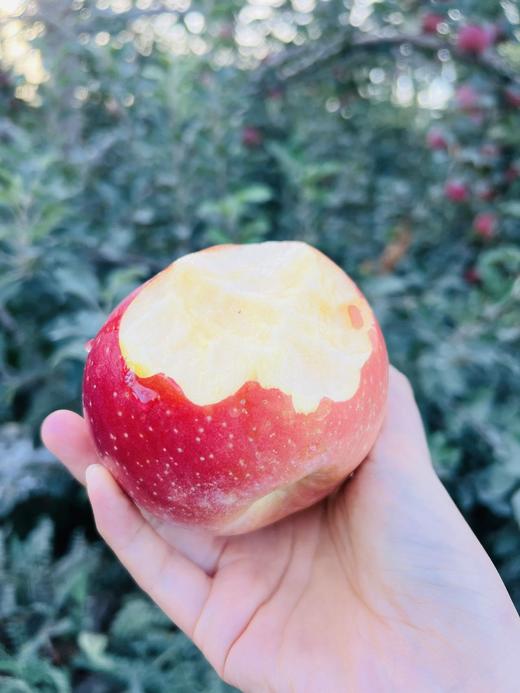 阿克苏早富士 商品图1