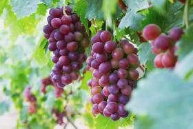 乌当采摘园葡萄6斤礼盒装(夏黑/巨玫瑰/玫瑰香)三个品种各2斤±【GY】