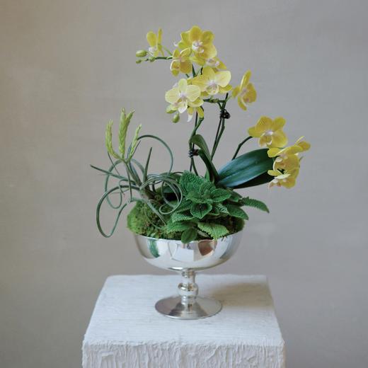 【林间花甸】 Forêt Florissante系列 — 月光夜曲  Sérénade 商品图3