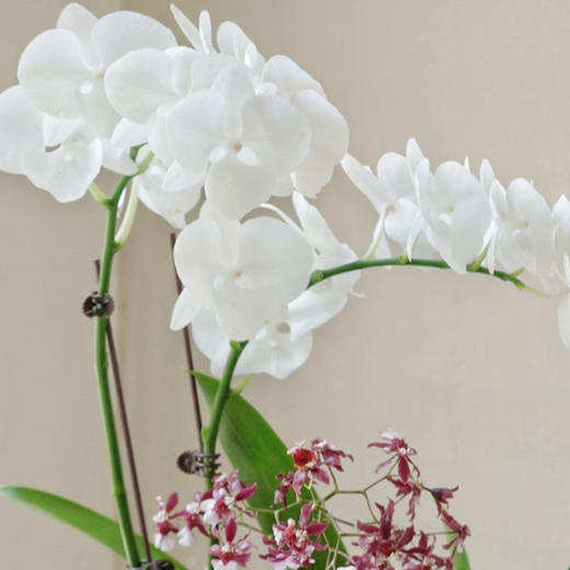 【林间花甸】 Forêt Florissante系列 — 月光夜曲  Sérénade 商品图2