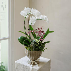 【林间花甸】 Forêt Florissante系列 — 月光夜曲  Sérénade