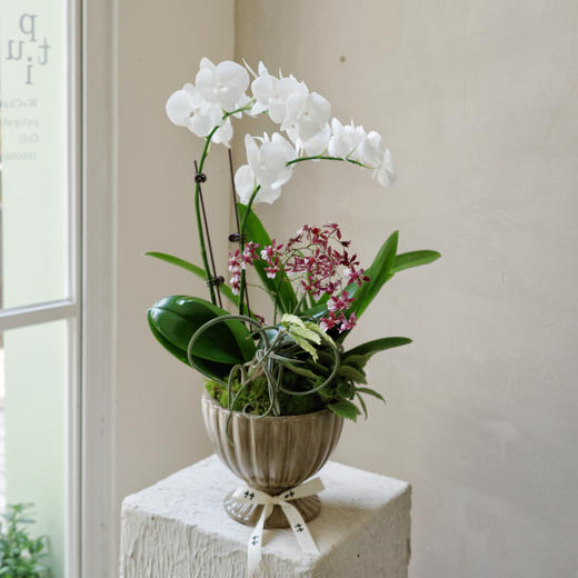 【林间花甸】 Forêt Florissante系列 — 月光夜曲  Sérénade 商品图0