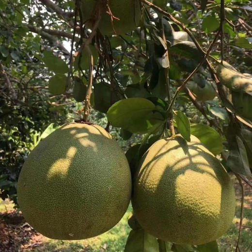 【翡翠红心柚】柚中爱马仕无酸涩多汁清甜柚香浓郁 商品图4