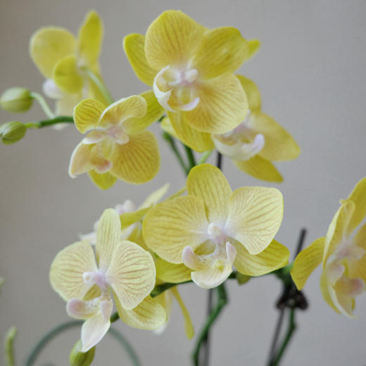 【林间花甸】 Forêt Florissante系列 — 月光夜曲  Sérénade 商品图4