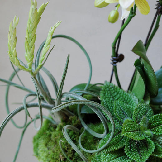 【林间花甸】 Forêt Florissante系列 — 月光夜曲  Sérénade 商品图5