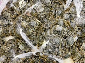 盘锦小小河蟹3斤