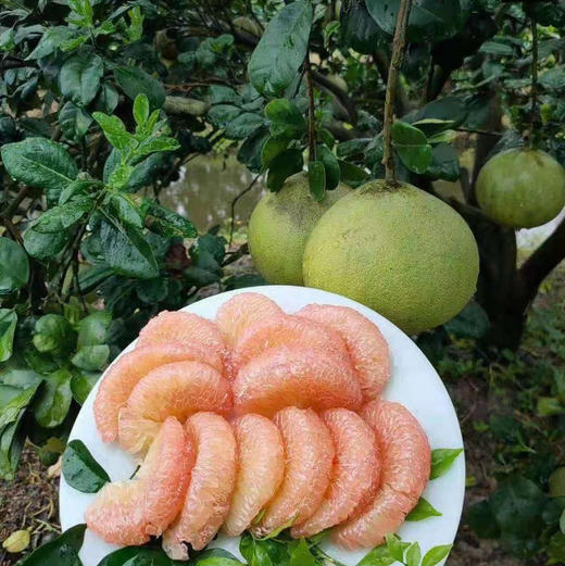 【翡翠红心柚】柚中爱马仕无酸涩多汁清甜柚香浓郁 商品图2