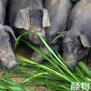 【冷冻肉】贵州黔东南散养黑猪肉🐖 商品缩略图5