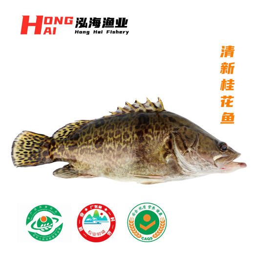 广东清新桂花鱼-泓珺清新桂花鱼（3条装）400-449克/条 商品图0