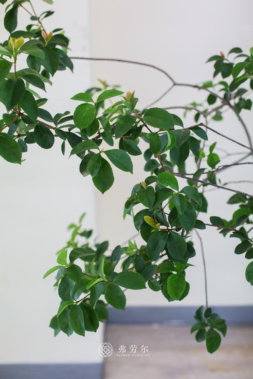 造型春花 商品图2