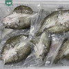 广东清新桂花鱼-泓珺清新桂花鱼（3条装）400-449克/条 商品缩略图4