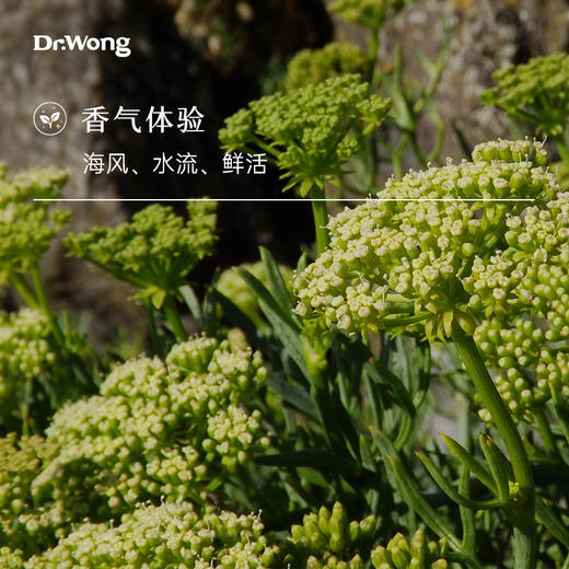 海茴香 单方精油 商品图1