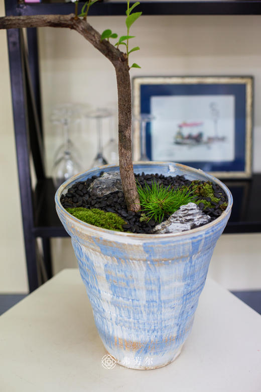 造型春花 商品图1