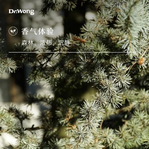大西洋雪松 单方精油 商品图1