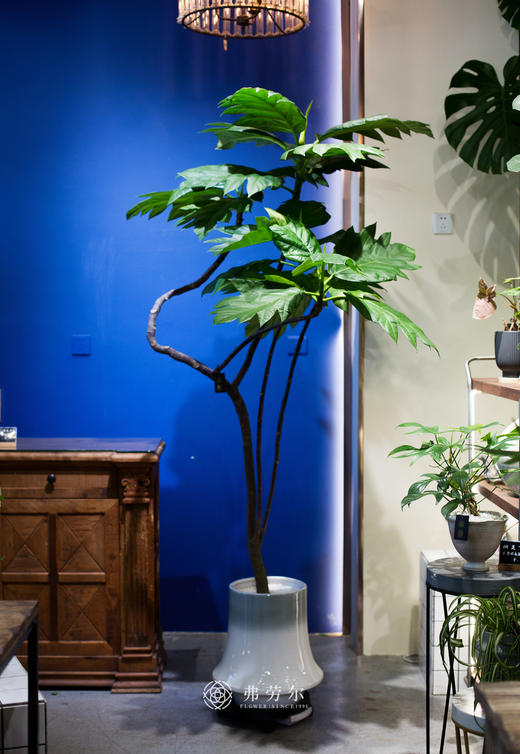 面包树 商品图1