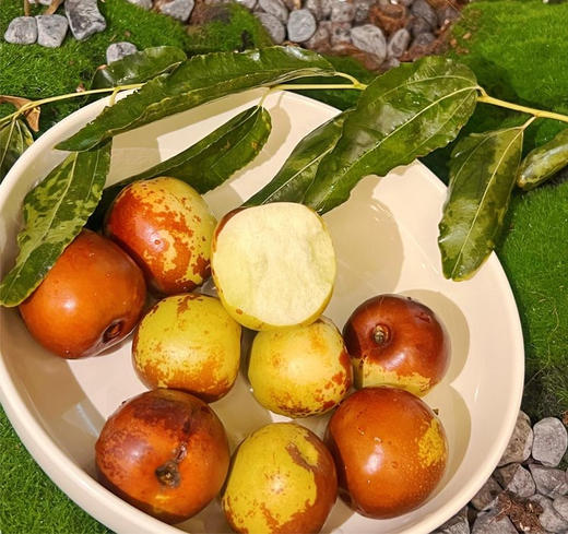 臻如意沙漠有机冬枣 1.5kg/盒  厂家直发全国包邮配送配送（偏远地区除外） 商品图5