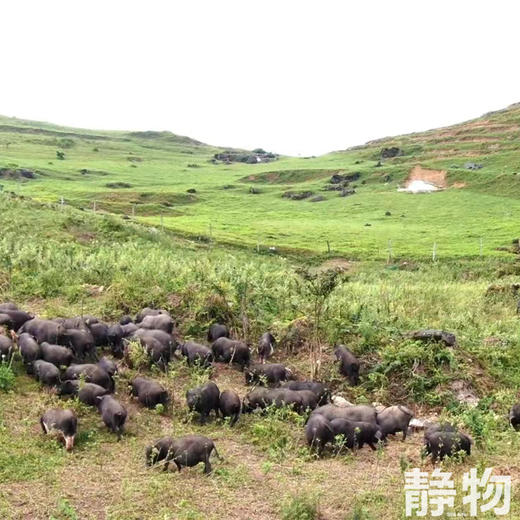 【冷冻肉】贵州黔东南散养黑猪肉🐖 商品图6