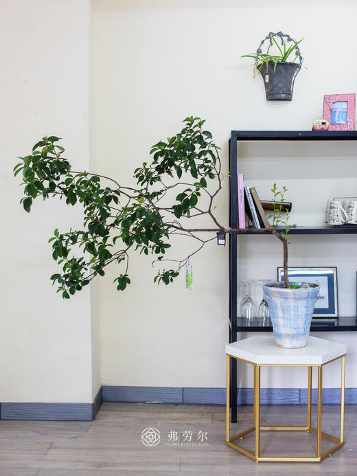 造型春花 商品图3