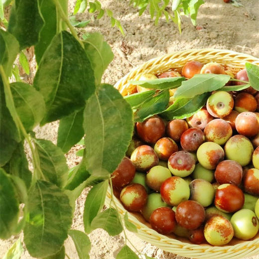 臻如意沙漠有机冬枣 1.5kg/盒  厂家直发全国包邮配送配送（偏远地区除外） 商品图3