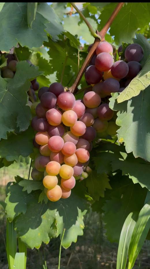 乌当采摘园葡萄6斤礼盒装(夏黑/巨玫瑰/玫瑰香)三个品种各2斤±【GY】 商品图3