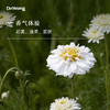 罗马洋甘菊 单方精油 商品缩略图1