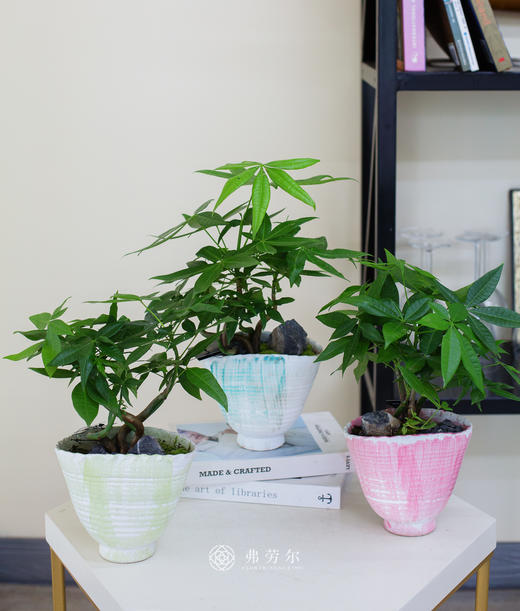 奇趣发财树 商品图0