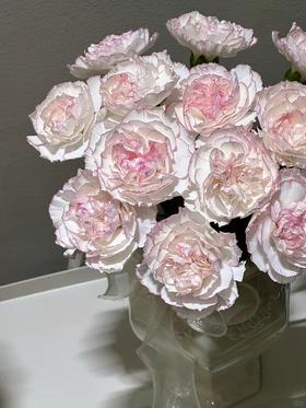 小天使康乃馨 20支/扎【GY】