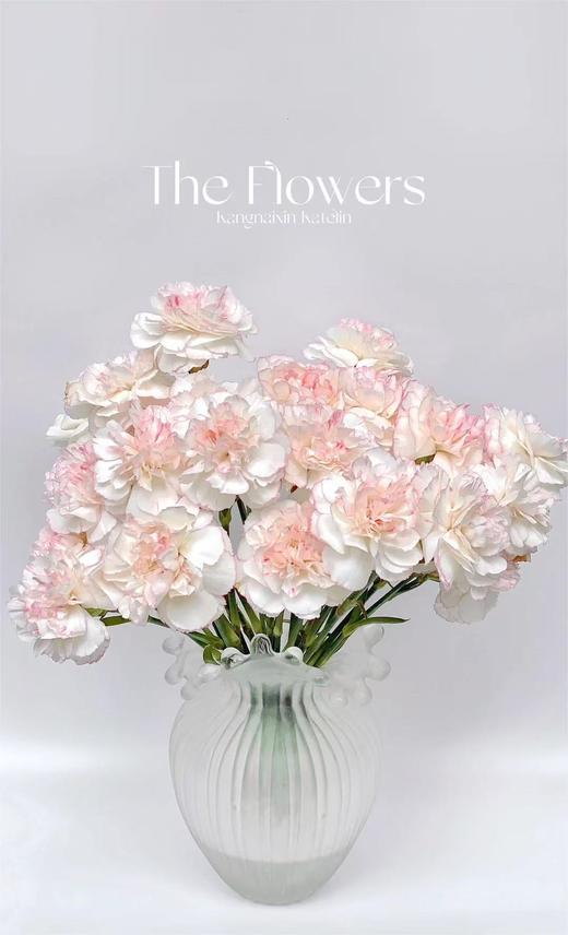 小天使康乃馨 20支/扎【GY】 商品图3