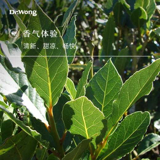 月桂 单方精油 商品图1