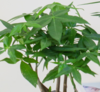 奇趣发财树 商品缩略图2
