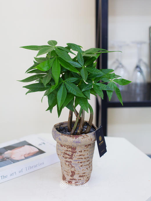 奇趣发财树 商品图1