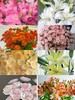 精品鲜花【GY】 商品缩略图0