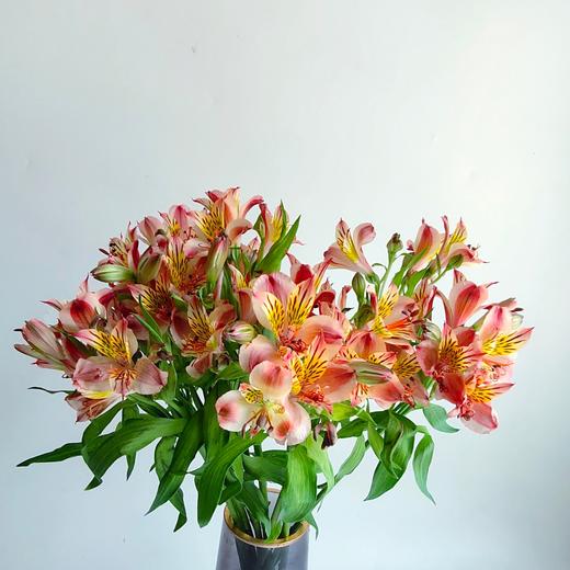 橙色水仙百合20支/扎【GY】 商品图1