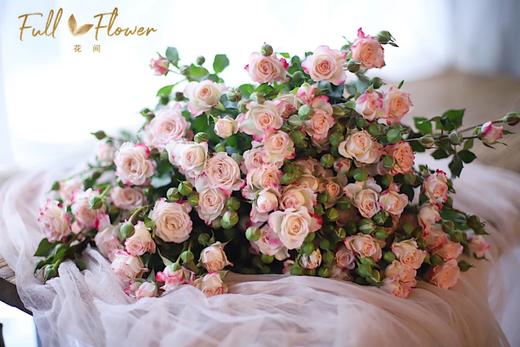 折射多头玫瑰 10支 (40-45个花苞)/扎【GY】 商品图0