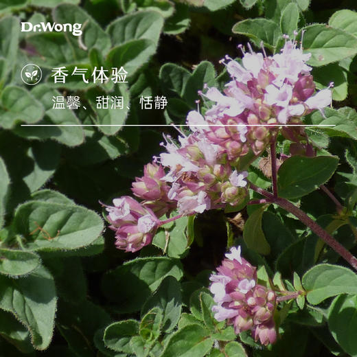 甜马郁兰 单方精油 商品图1