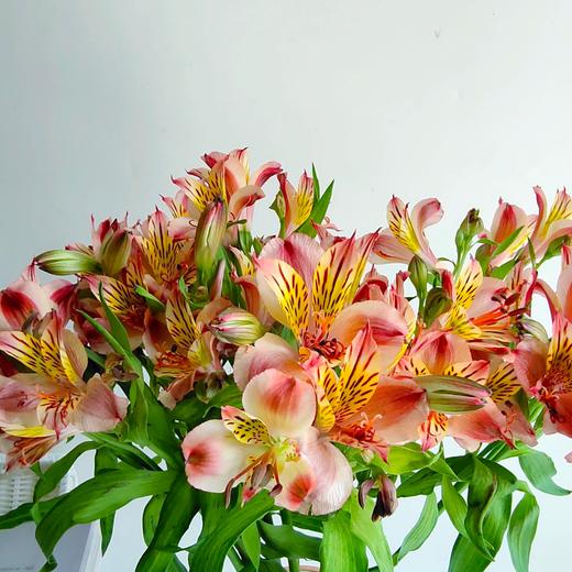 精品鲜花【GY】 商品图7