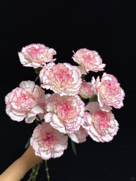 精品鲜花【GY】 商品图6