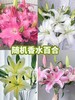 精品鲜花【GY】 商品缩略图13