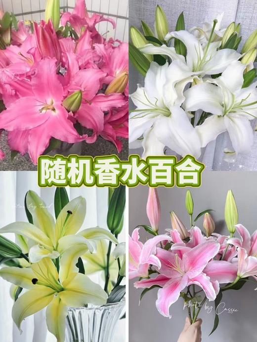 精品鲜花【GY】 商品图13