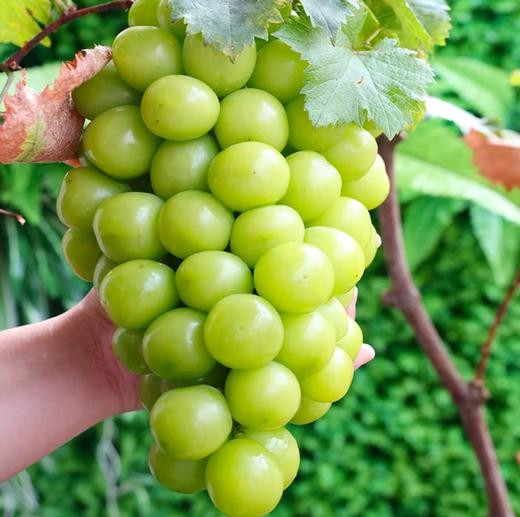 红日晴王500g左右 商品图0