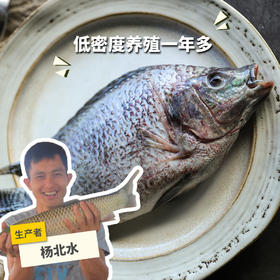 生态罗非鱼 （冷冻，全国可下单）| 绿家自产 * Eco- Tilapia | Self-production